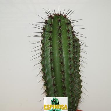 Stenocereus thurberi